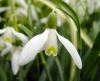 Show product details for Galanthus Blonde Inge